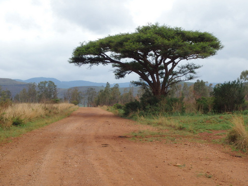 We got to see a thousand trees like this.